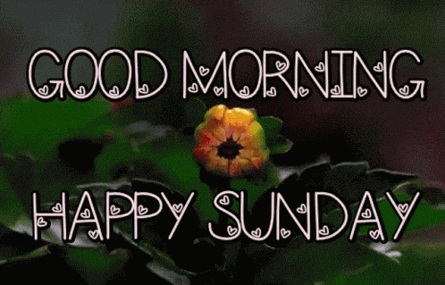 Happy Sunday GIF