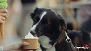 Happy Ice Cream GIF by Capital One via giphy.com
