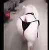sexy pig GIF via www.reddit.com
