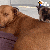 Dog Cats GIF by The Dodo