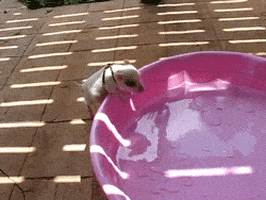 baby animals pig GIF