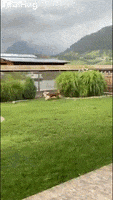 International Dog Day GIF by ViralHog