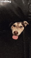 Dog GIF by ViralHog