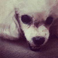 Angry Poodle GIF by chuber channel