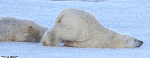 Polar Bear Monday GIF