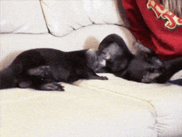 otter playing GIF