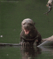 planet earth live otter GIF by Head Like an Orange