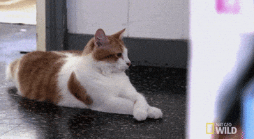 cat GIF by Nat Geo Wild 