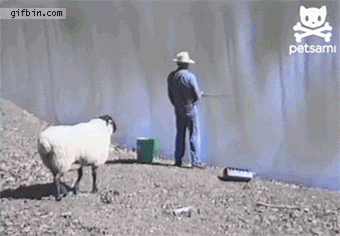 Giphy - sheep GIF