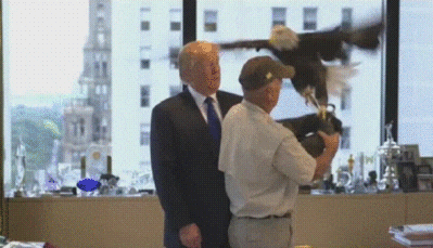 Giphy - Bald Eagle Trump GIF