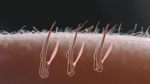 Giphy - fear goosebumps GIF by PBS Digital Studios