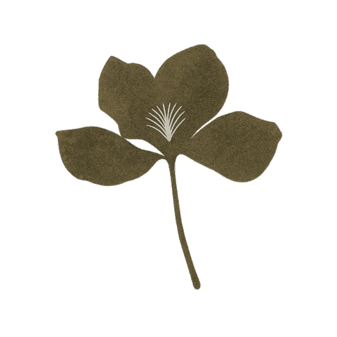 Anda Ba Flower Sticker by anda_ba