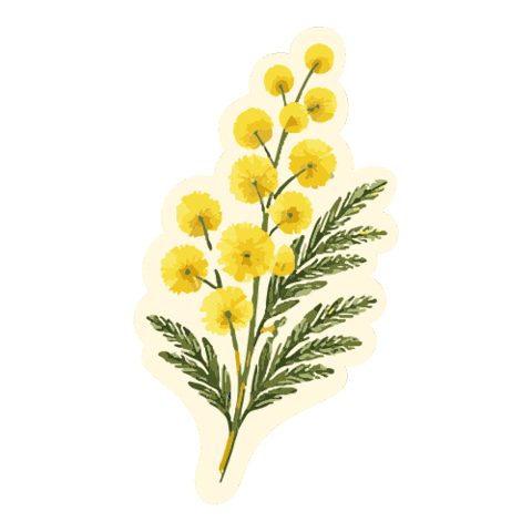 Mimosa Sticker by bormesmaville