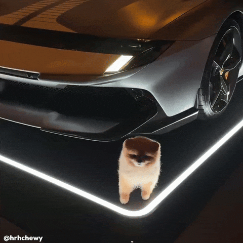 Pomeranian Happy Dog GIF