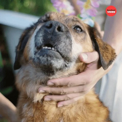 Dogs Puppy GIF by BuzzFeed