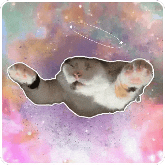 Cat GIF