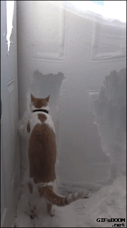 cabin fever cat GIF