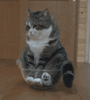 bored cat GIF