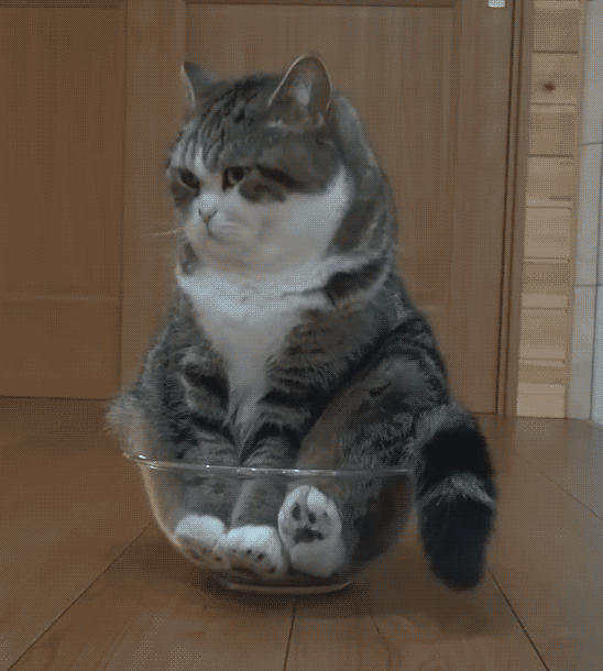 Video gif. Large gray and white cat sits upright in a clear mixing bowl that's not exactly his size, paws pressed against the inside of the bowl. It flicks its tail, looks up like, "What?" then closes its eyes contently. 