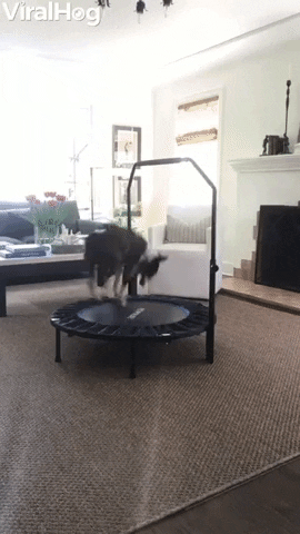 Jamie The Dog Loves Bouncing On Mini Trampoline GIF by ViralHog