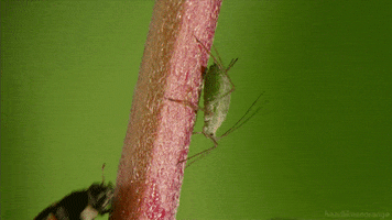 The Kingdom Of Plants Insect GIF