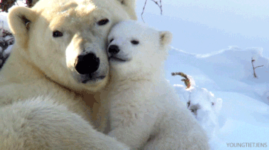 Polar Bear Awww GIF - Find & Share on GIPHY