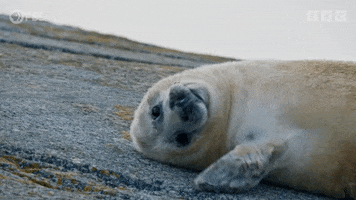 Clapping Wildlife GIF by PBS