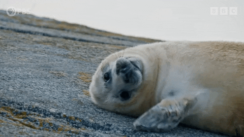 seal pup clapping gif