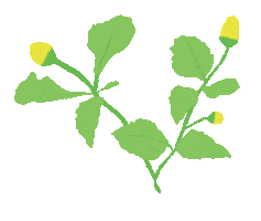 Congresso Botanica Sticker