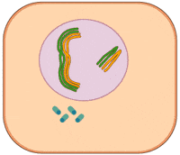 work-educationalgifs-mitosis-vCYgdmDtmISkM