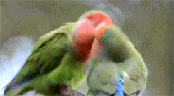 słońce conure papuga GIF