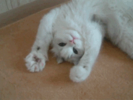 Video gif. A fluffy white cat lays on its back and rapidly kneads with its front paws.