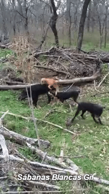 sabanas-blancas-universe  GIF