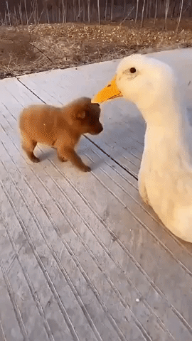 bear and chikcen