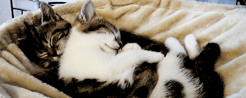 Kitty Cuddles GIFs Find & Share on GIPHY