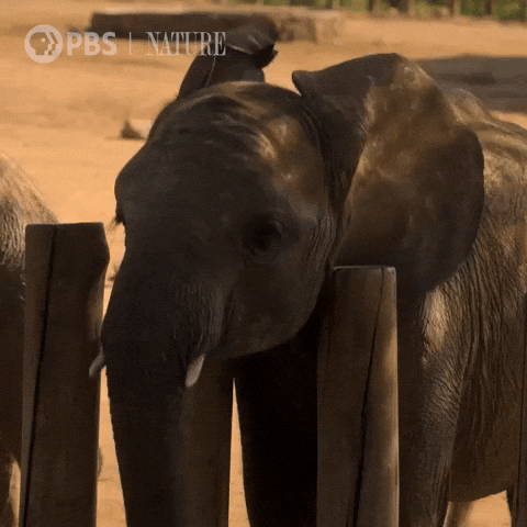 Happy Elephant Trunk GIF by Nature on PBS
