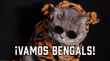 Cincinnati Bengals Sport GIF by Sealed With A GIF