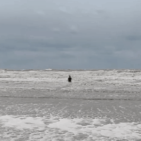204e FOS De tortels GIF