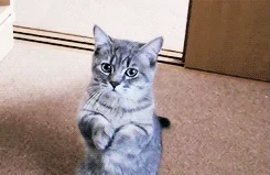 cats 20k GIF