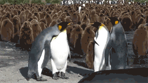 fighting penguins