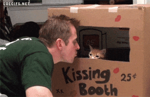 cat kissing GIF