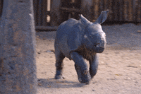 baby-animals-rhino-rhinoceros-vNMZCm2biS7Cw