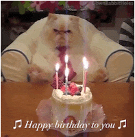 cat, happy birthday, funny cat, birthday candle # cat # happy birthday ...