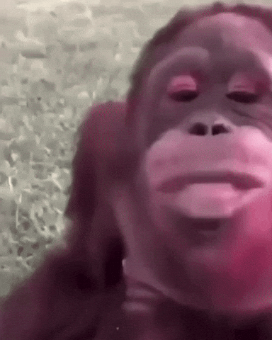 Monkey Talking GIF