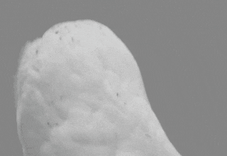 GIF diunggah dening Paul