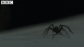 season 5 spider GIF by BBC
