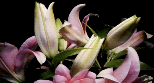  nature flowers spring last one GIF