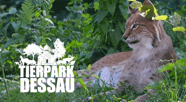 Tierpark Dessau GIF