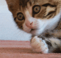 Video gif. Wide-eyed, a shocked kitten brings its paw to its mouth as if to say, “uh oh.”