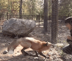 picture zoo GIF